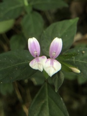 Dicliptera japonica