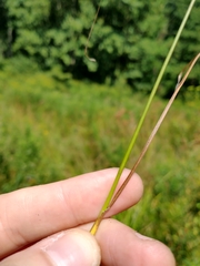 Juncus acuminatus