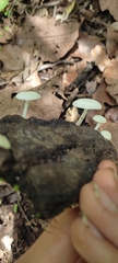 Lactocollybia