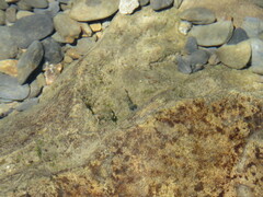 Sicyopterus japonicus