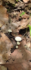 Lactocollybia