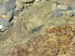Sicyopterus japonicus