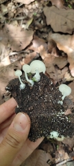 Lactocollybia