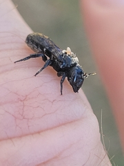 Aculeata