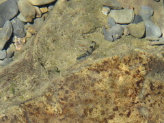Sicyopterus japonicus