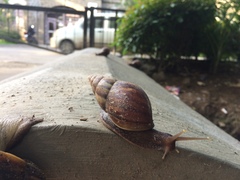 Lissachatina fulica