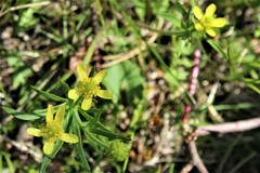 Ranunculus rhomboideus