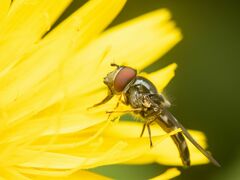 Platycheirus trichopus