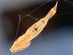 Uloborus glomosus