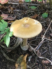 Amanita sinicoflava