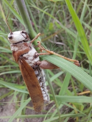 Entomophaga grylli