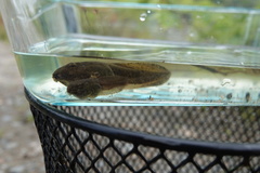 Lithobates clamitans