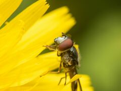 Platycheirus trichopus