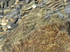 Sicyopterus japonicus