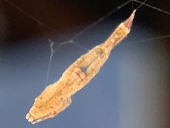 Uloborus glomosus