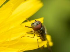 Platycheirus trichopus
