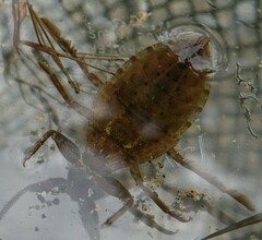 Lethocerus americanus