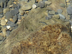 Sicyopterus japonicus