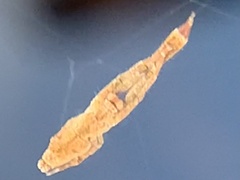 Uloborus glomosus