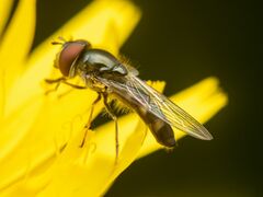 Platycheirus trichopus