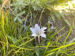 Gentiana newberryi
