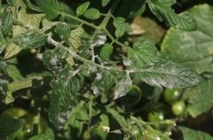 Erysiphaceae