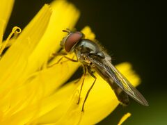 Platycheirus trichopus
