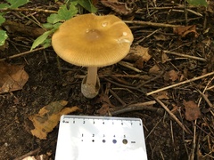 Amanita sinicoflava