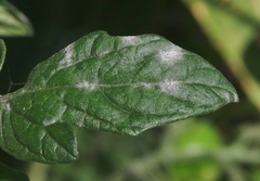 Erysiphaceae