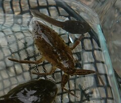 Lethocerus americanus