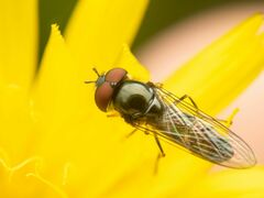 Platycheirus trichopus