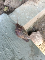 Lissachatina fulica