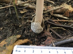 Amanita sinicoflava