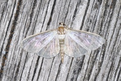 Herpetogramma aquilonalis