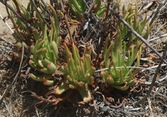 Dudleya viscida