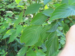 Cornus alternifolia