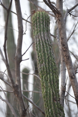Cephalocereus nudus