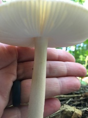 Amanita sinicoflava