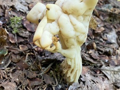 Helvella