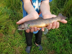 Salvelinus fontinalis