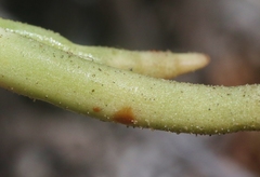 Dudleya viscida