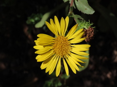 Grindelia hirsutula