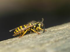 Vespula pensylvanica