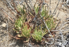 Dudleya viscida
