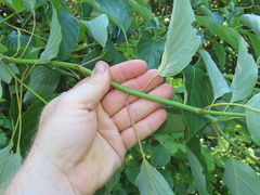 Cornus alternifolia