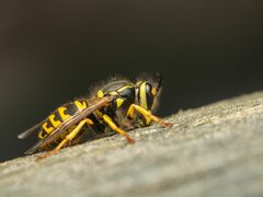 Vespula pensylvanica