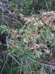 Lonicera