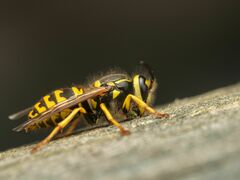 Vespula pensylvanica
