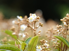 Miconia xalapensis
