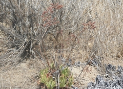 Dudleya viscida